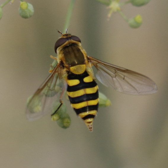 Syrphus o Epistrophe?   Syrphus vitripennis, femmina